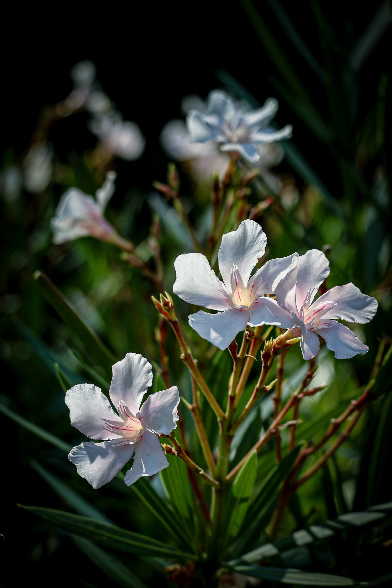Kagran School Gardens