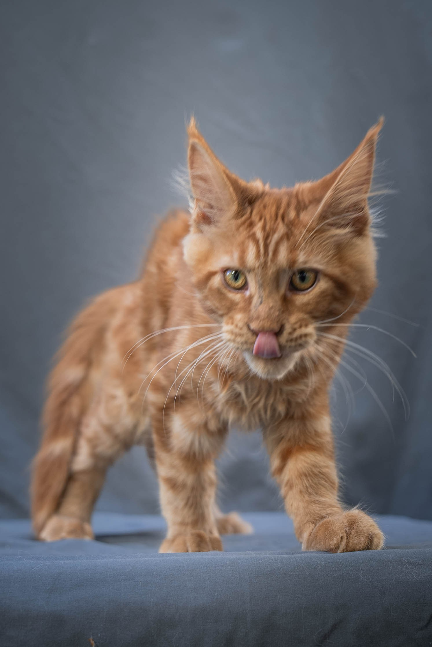 Senator Xion. Senator Cat — Maine Coon cattery