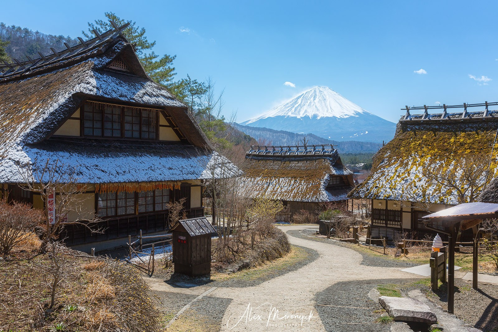 Autumn Colors of Japan. Pet, Senior, Landscape, portrait studio, photographer in Miami and Sou