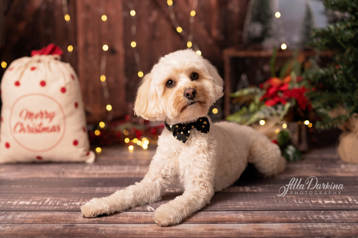 Christmas mini sessions 2024, Sydney. Newborn and family photographer. Hills District. Sydney