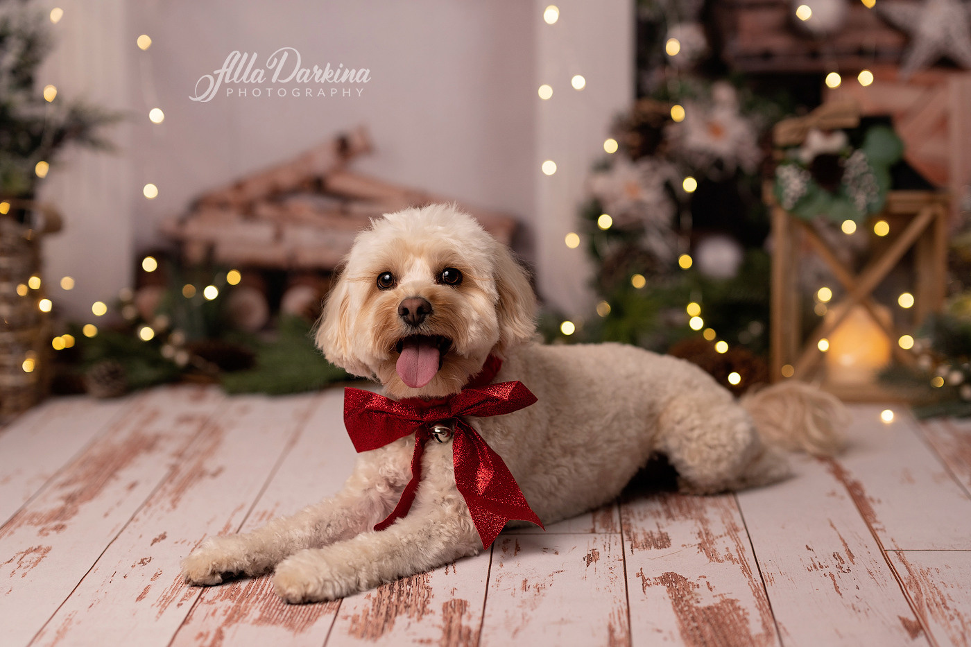 Christmas mini sessions 2024, Sydney. Newborn and family photographer. Hills District. Sydney