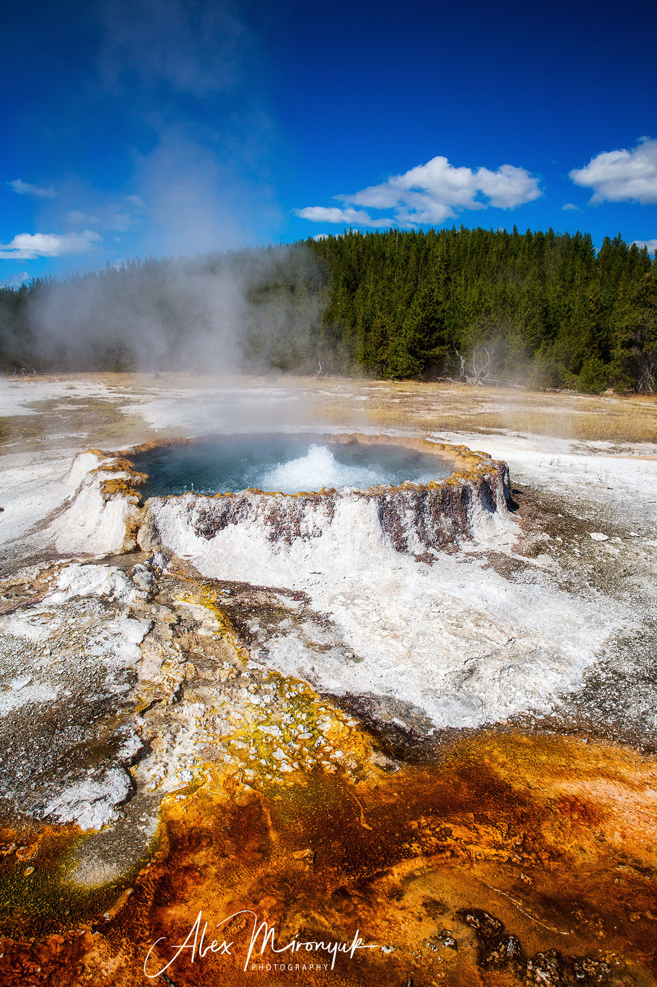 Yellowstone & Grand Teton. Pet, Senior, Landscape, portrait studio, photographer in Miami and Sou
