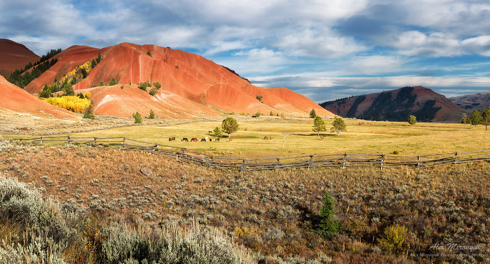 Yellowstone & Grand Teton. Pet, Senior, Landscape, portrait studio, photographer in Miami and Sou
