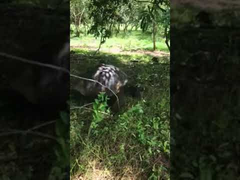 Galapagos 2017, Отчёт о путешествии на Галапагосские острова. Милок и Кирок это позитивные и реальные персоны из Люксембурга, много