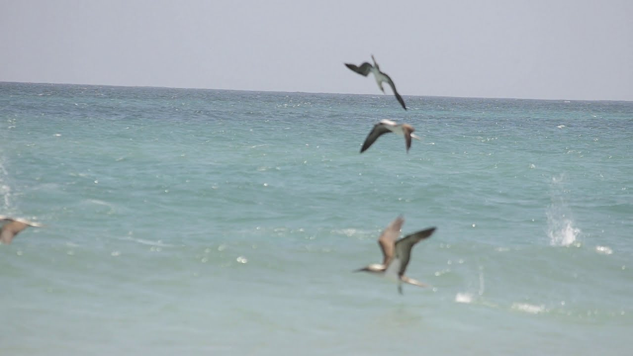 Galapagos 2017, Отчёт о путешествии на Галапагосские острова. Милок и Кирок это позитивные и реальные персоны из Люксембурга, много