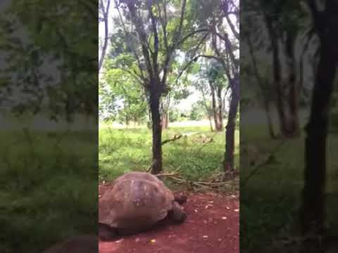 Galapagos 2017, Отчёт о путешествии на Галапагосские острова. Милок и Кирок это позитивные и реальные персоны из Люксембурга, много