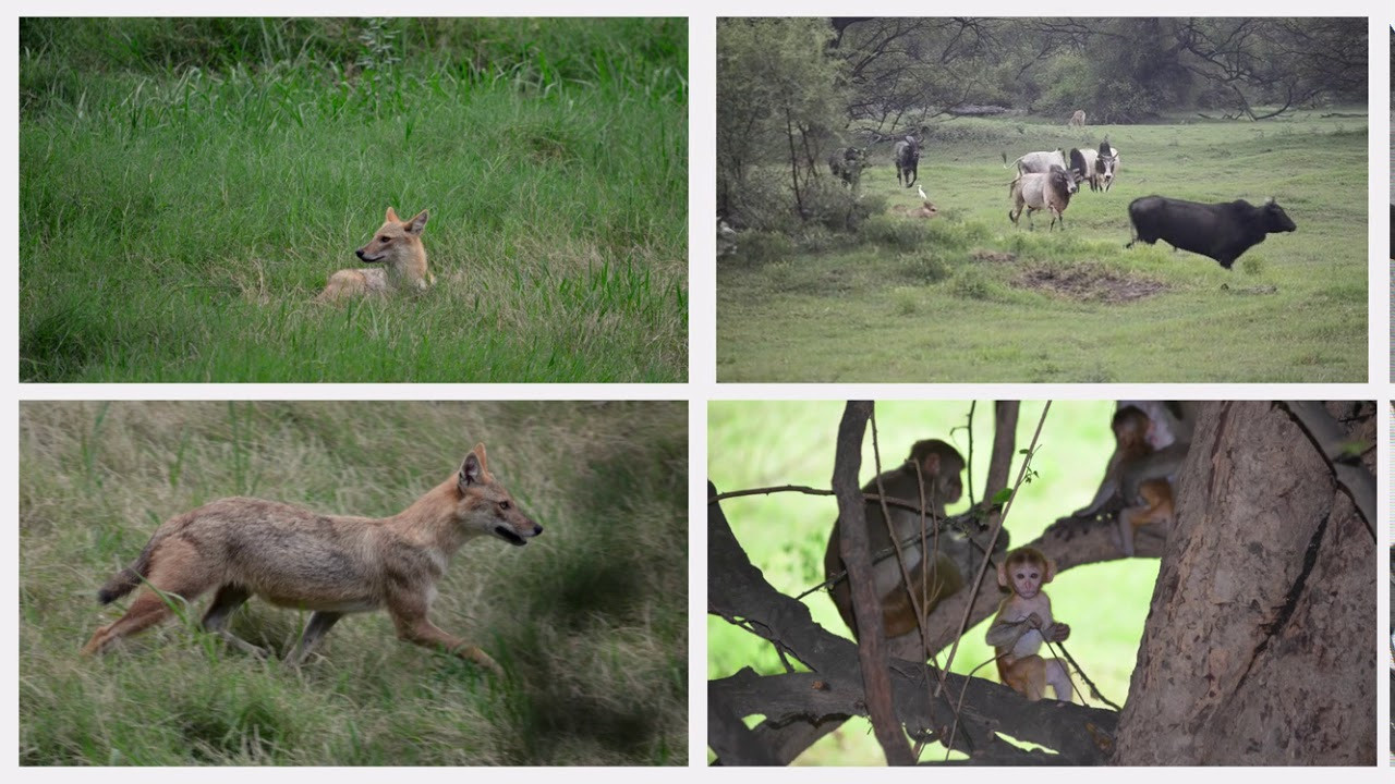 India. Milok et Kirok sont des gens positifs et réels. Nous serons ravis de v