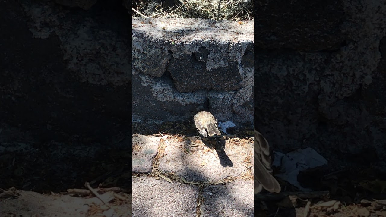 Galapagos 2017, Отчёт о путешествии на Галапагосские острова. Милок и Кирок это позитивные и реальные персоны из Люксембурга, много