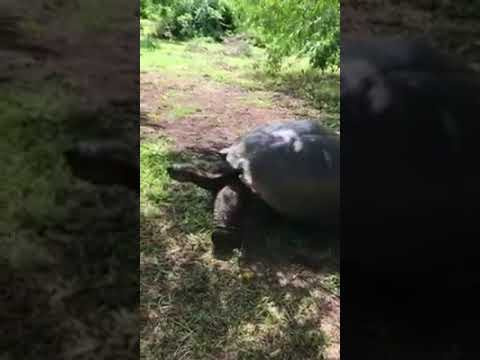 Galapagos 2017, Отчёт о путешествии на Галапагосские острова. Милок и Кирок это позитивные и реальные персоны из Люксембурга, много