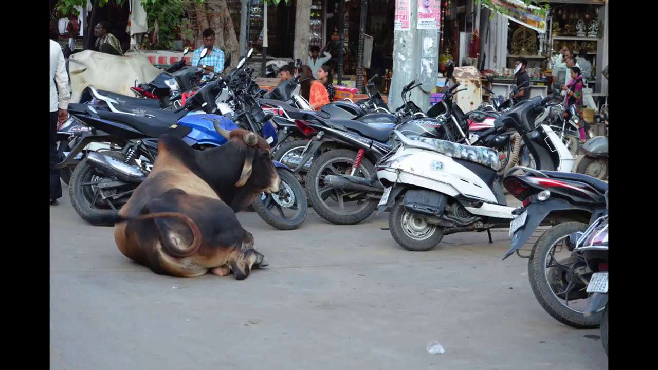 India. Milok et Kirok sont des gens positifs et réels. Nous serons ravis de v