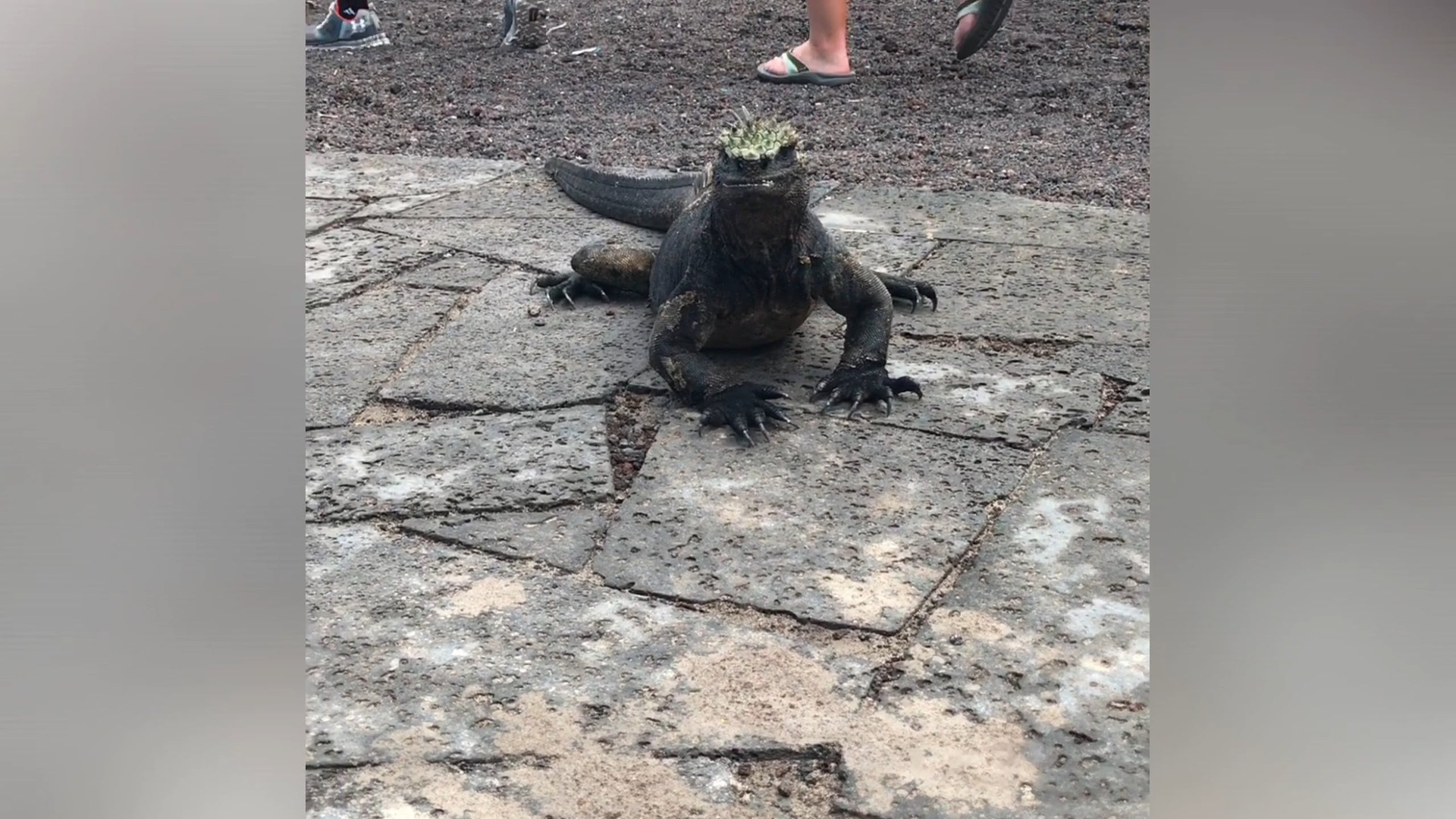 Galapagos 2017, Отчёт о путешествии на Галапагосские острова. Милок и Кирок это позитивные и реальные персоны из Люксембурга, много