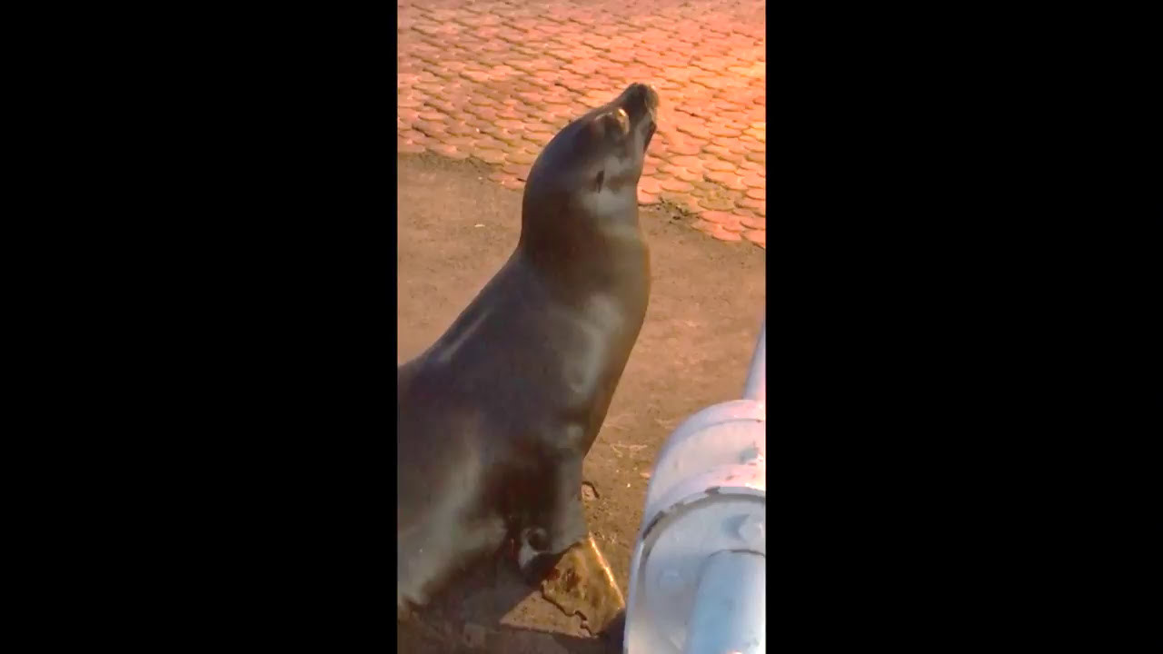 Galapagos 2017, Отчёт о путешествии на Галапагосские острова. Милок и Кирок это позитивные и реальные персоны из Люксембурга, много