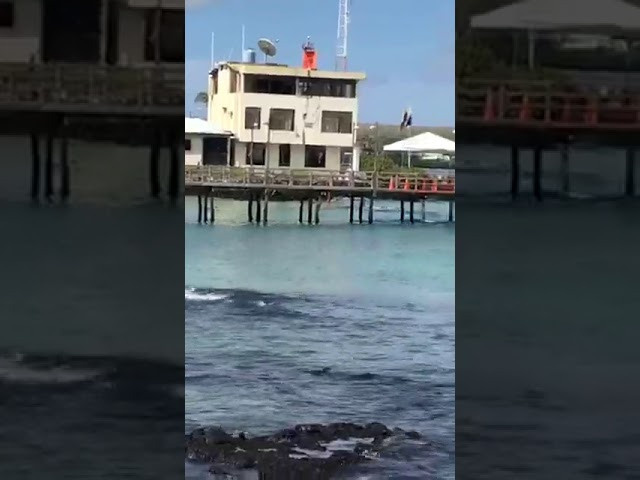 Galapagos 2017, Отчёт о путешествии на Галапагосские острова. Милок и Кирок это позитивные и реальные персоны из Люксембурга, много