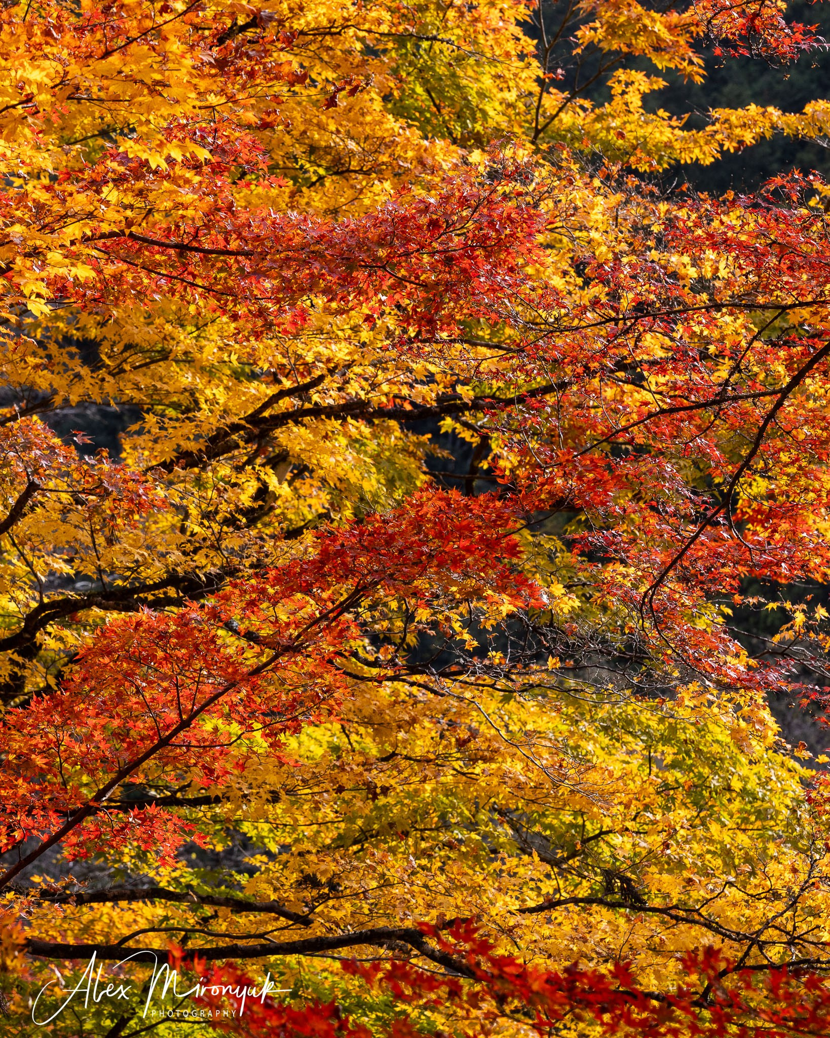 Autumn Colors of Japan. Pet, Senior, Landscape, portrait studio, photographer in Miami and Sou