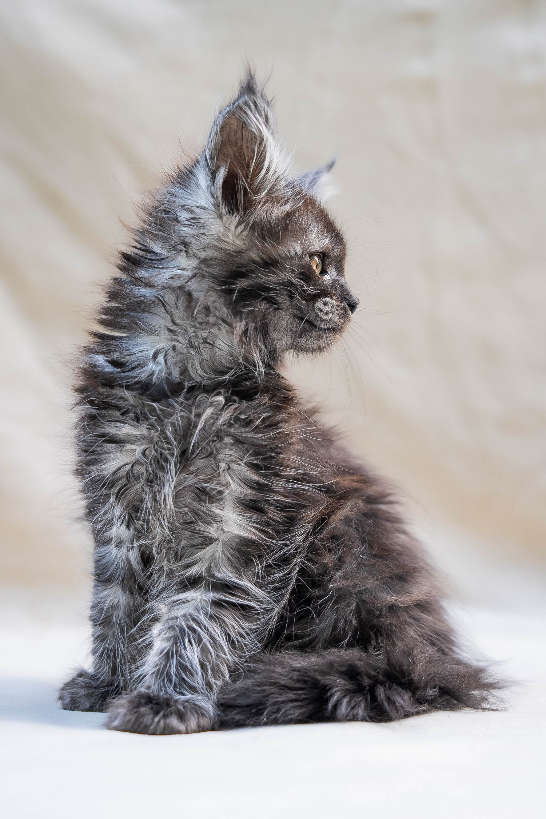 Senator Oreon. Senator Cat — Maine Coon cattery