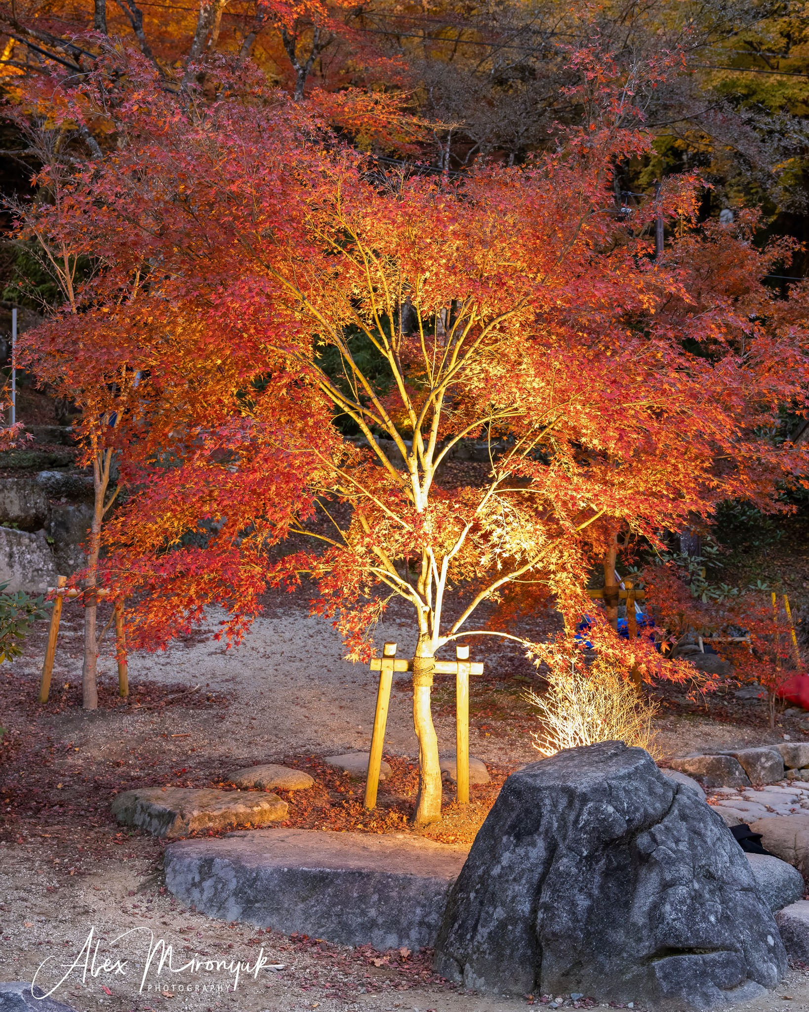 Autumn Colors of Japan. Pet, Senior, Landscape, portrait studio, photographer in Miami and Sou