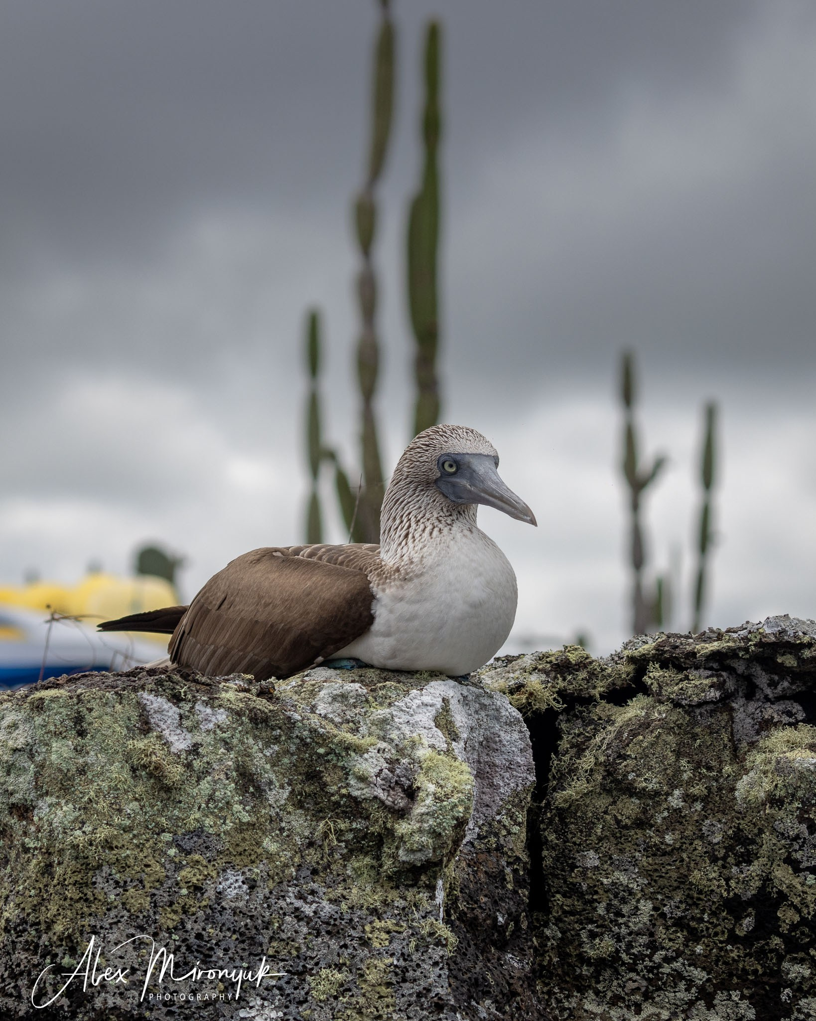 Galapagos Islands Adventure. Alex Mironyuk Photography