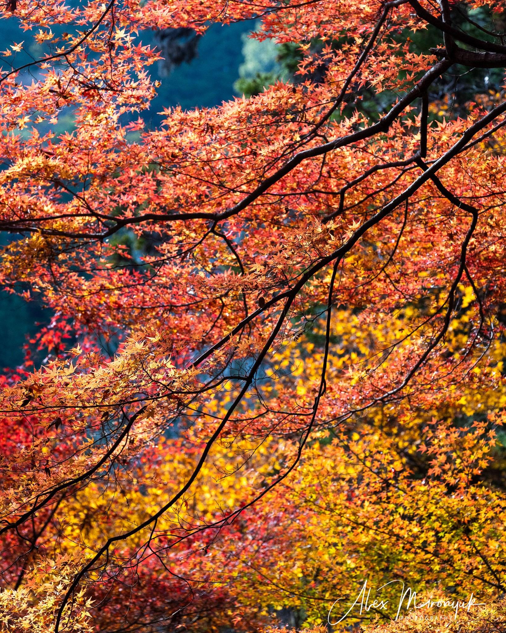 Autumn Colors of Japan. Pet, Senior, Landscape, portrait studio, photographer in Miami and Sou