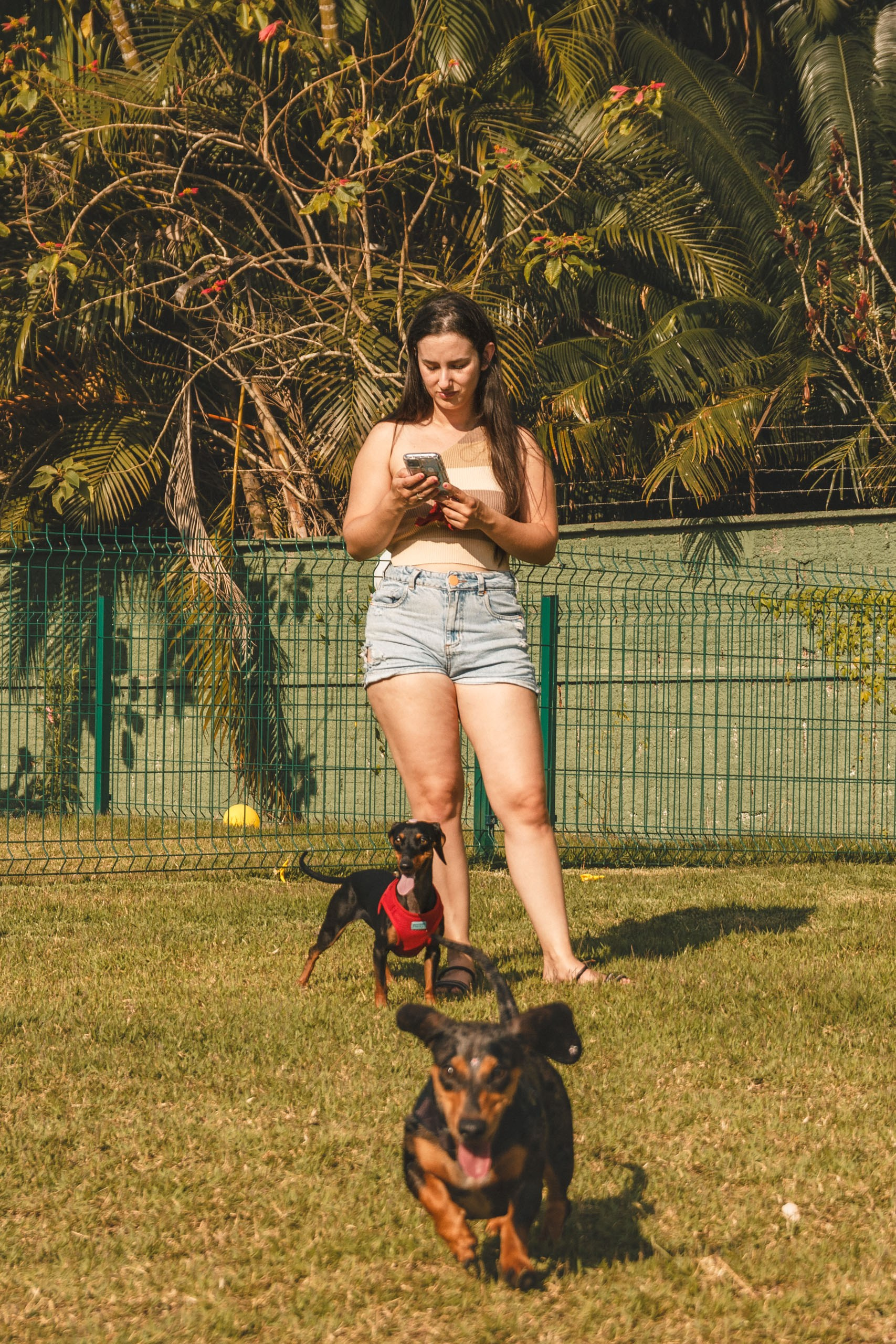 Qualidade de vida e bem-estar do Dachshund. Marcus Monteiro Fotografia