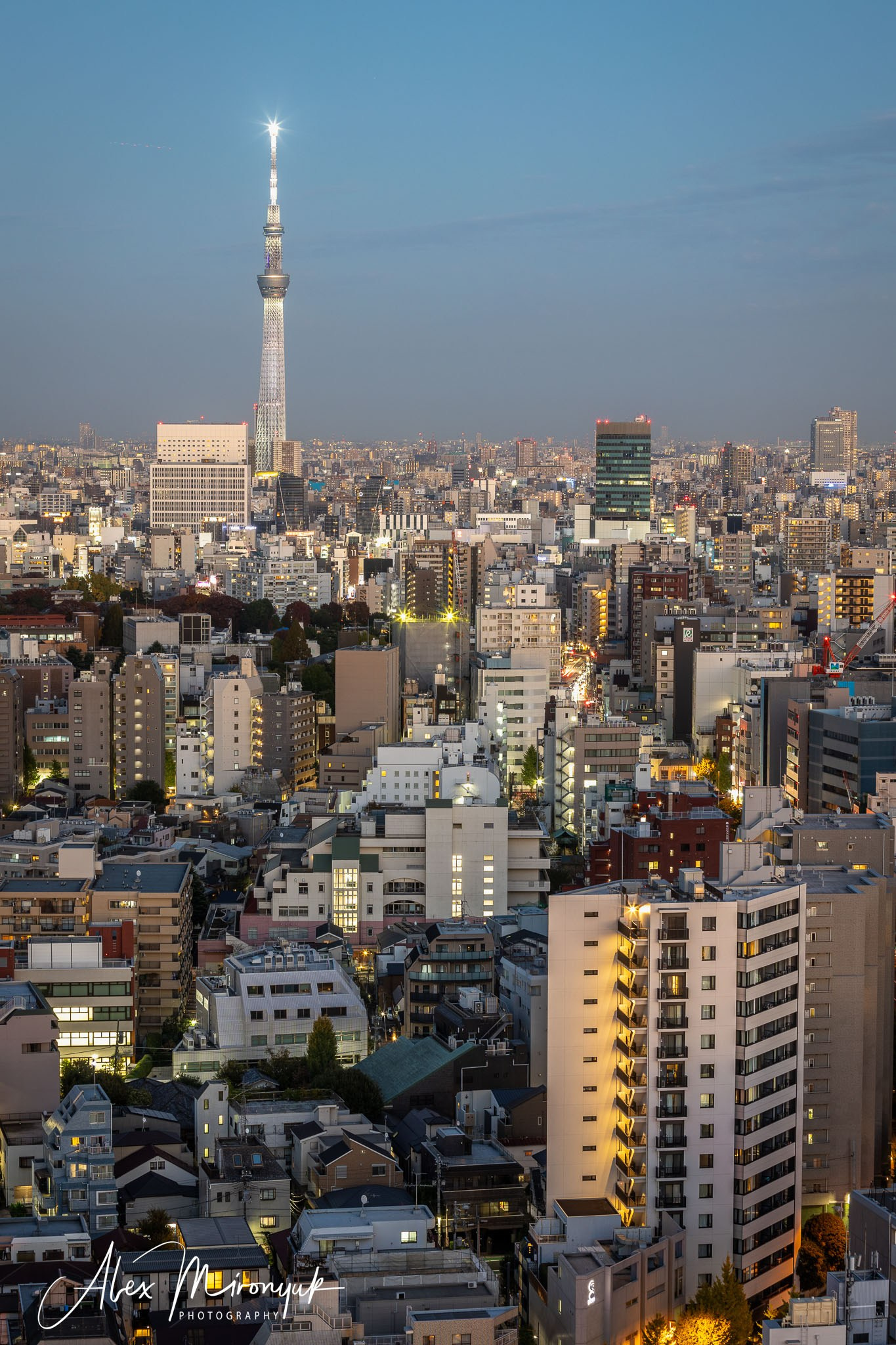 Autumn Colors of Japan. Pet, Senior, Landscape, portrait studio, photographer in Miami and Sou