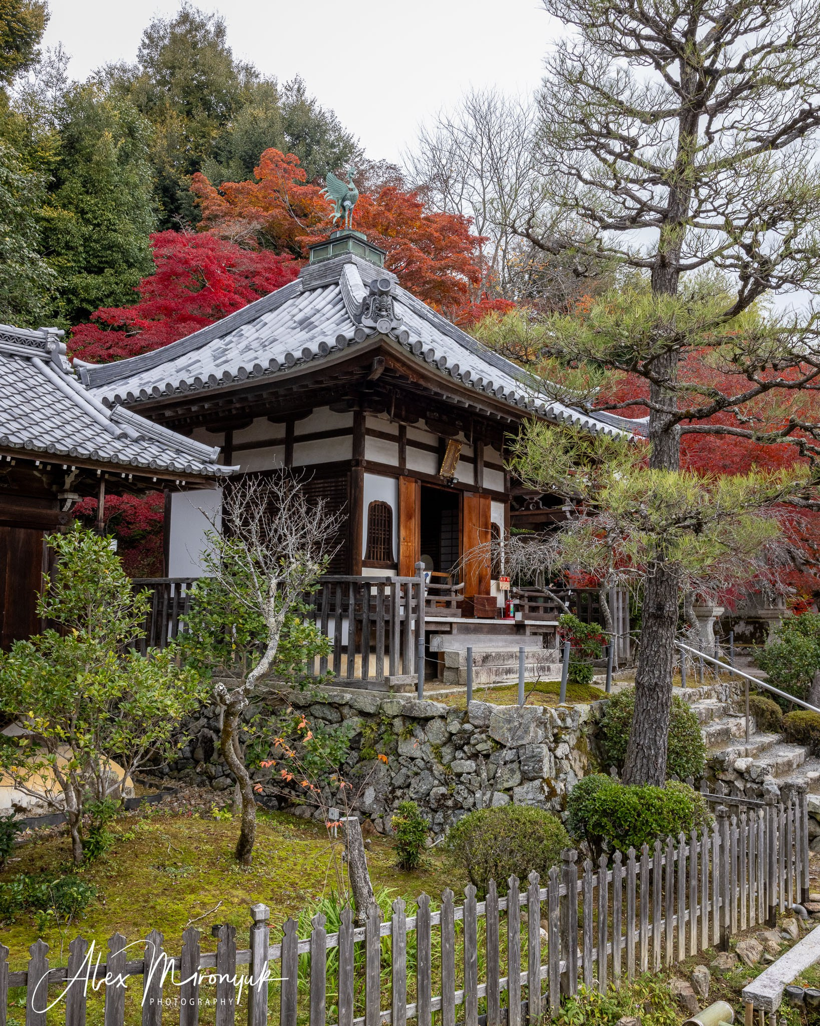 Autumn Colors of Japan. Pet, Senior, Landscape, portrait studio, photographer in Miami and Sou