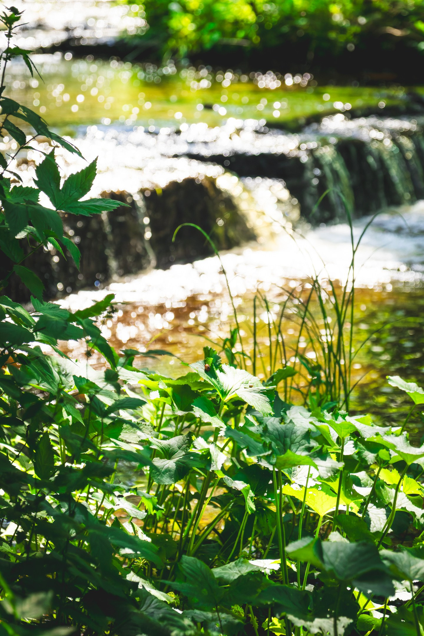 Nebula 25 — Fotod teie hingele