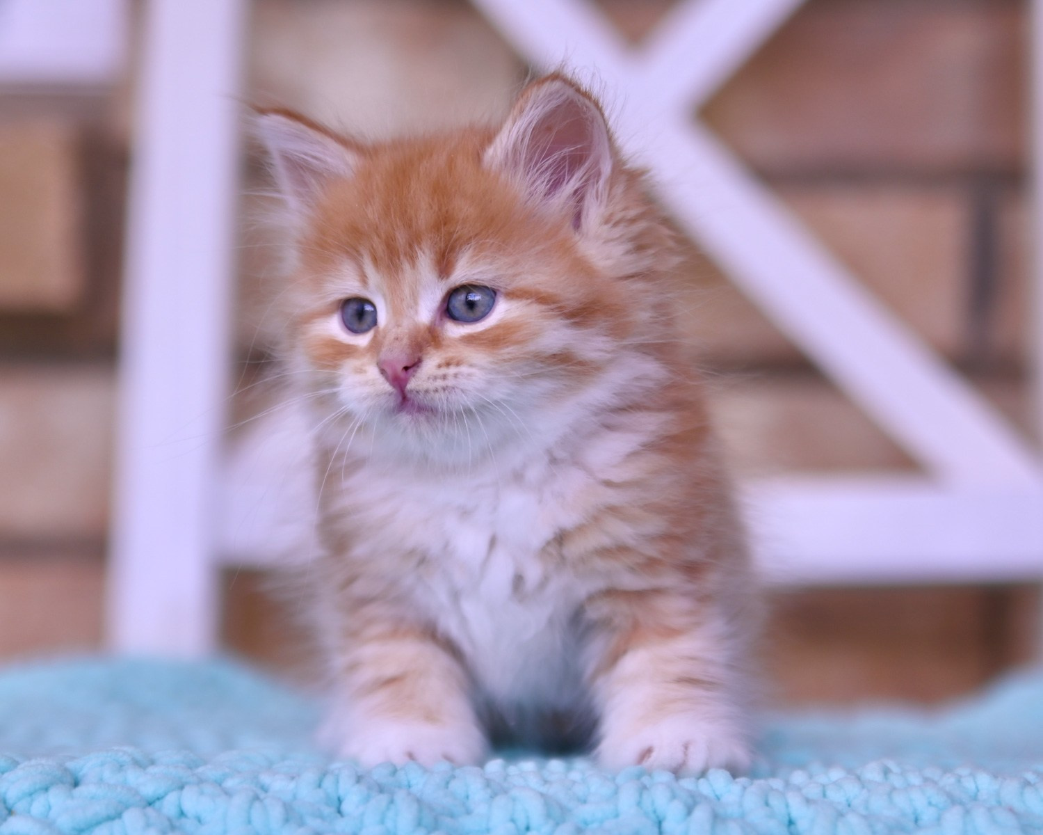 Red tabby Siberian kitten with white mittens posing for camera