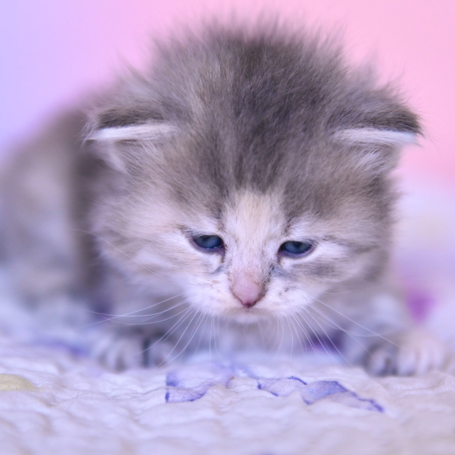 blue torbie Siberian female kitten looking down