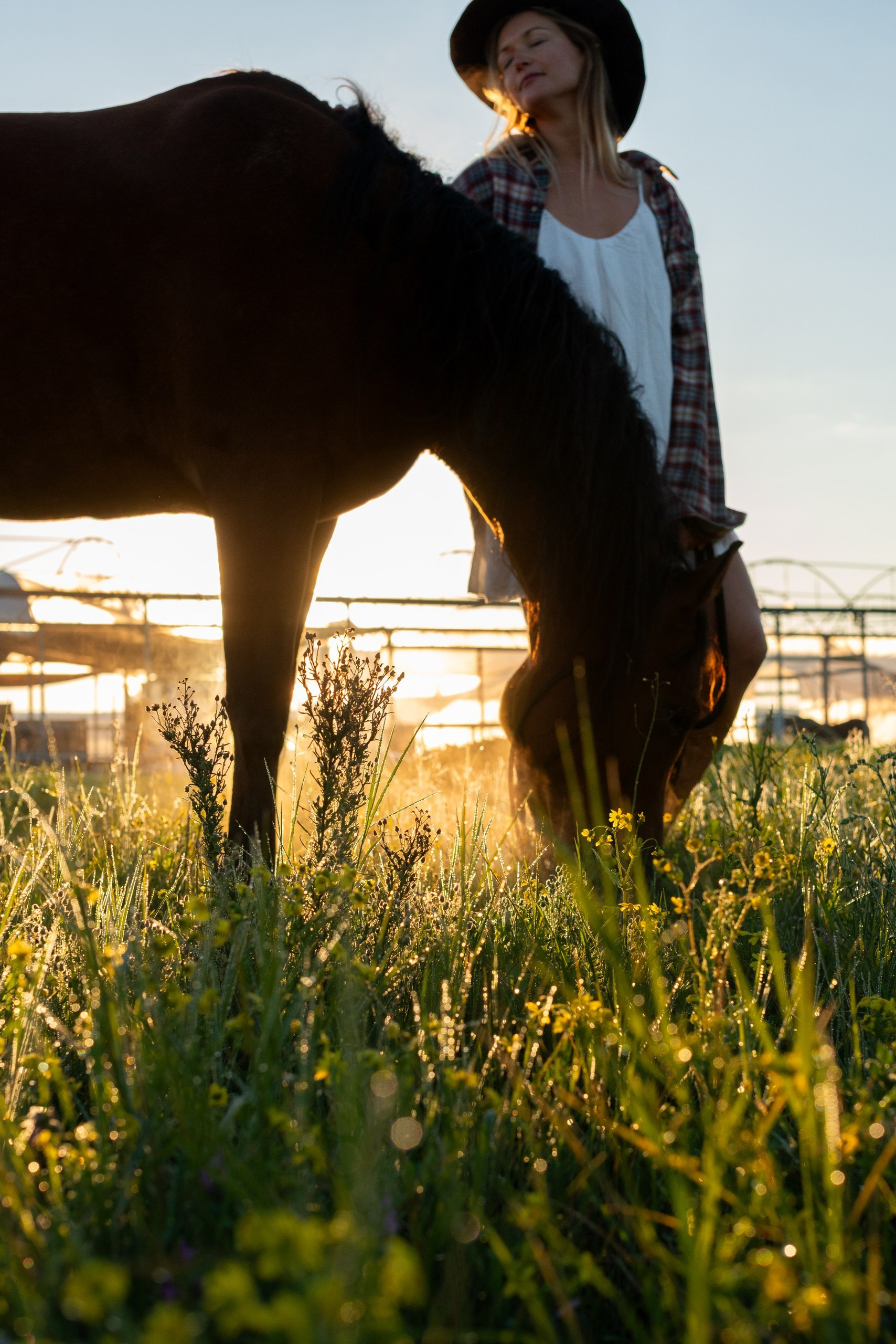Golden hour at Rio’s ranch. Dina Solomina | Photographer in Israel