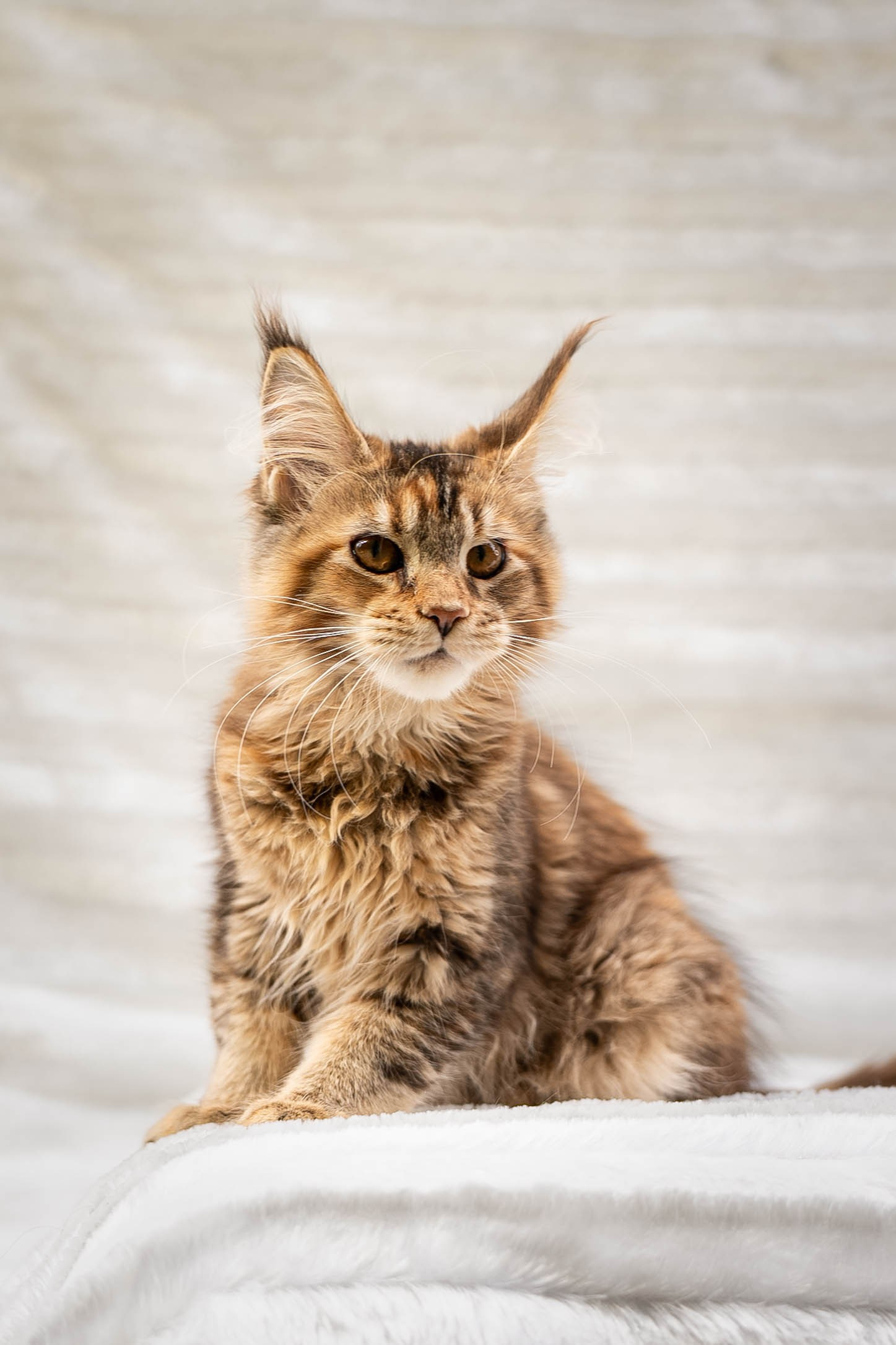 Senator Pearl. Senator Cat — Maine Coon cattery