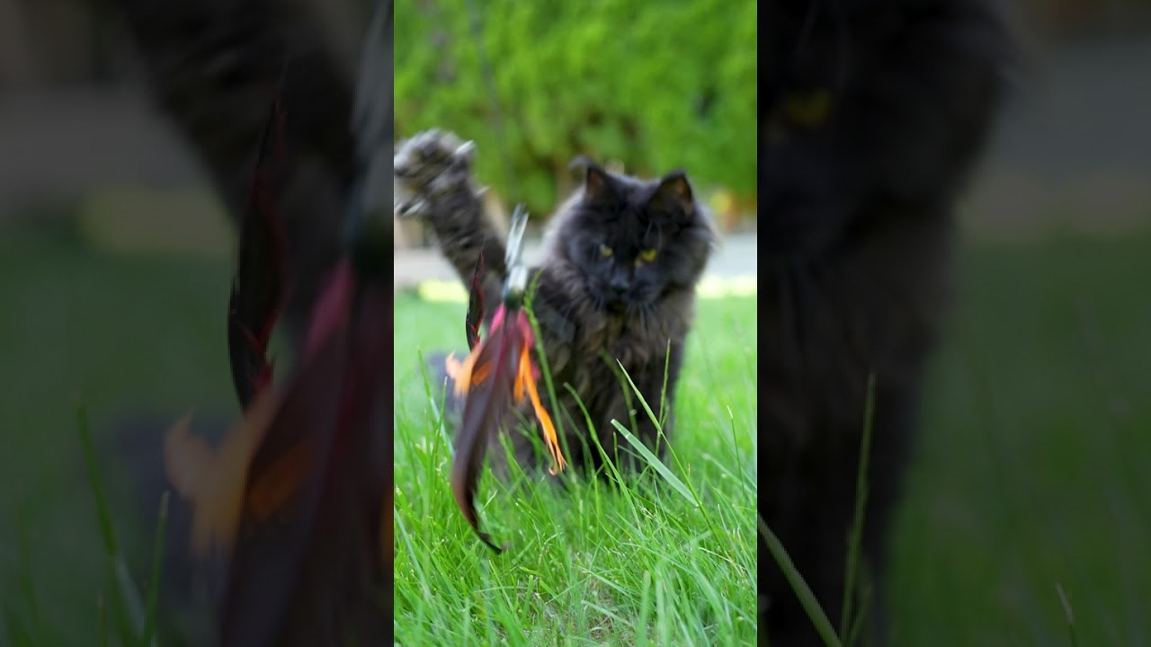 Senator Gloria. Senator Cat — Maine Coon cattery