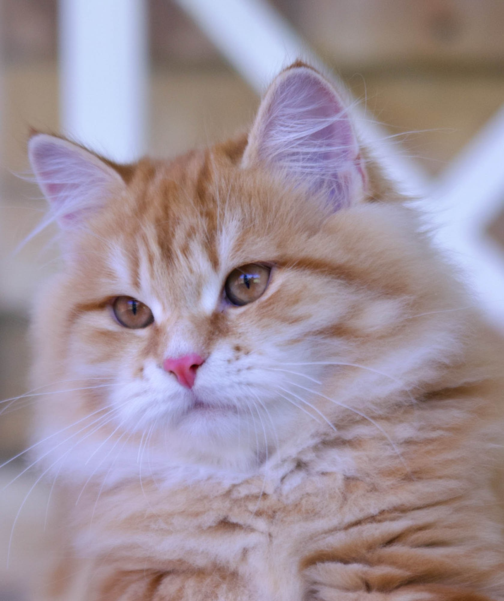 Astera Lastik Scores Big at Red River Rascals TICA Show — 10 Finals!. Astera Siberians |Hypoallergenic Kittens