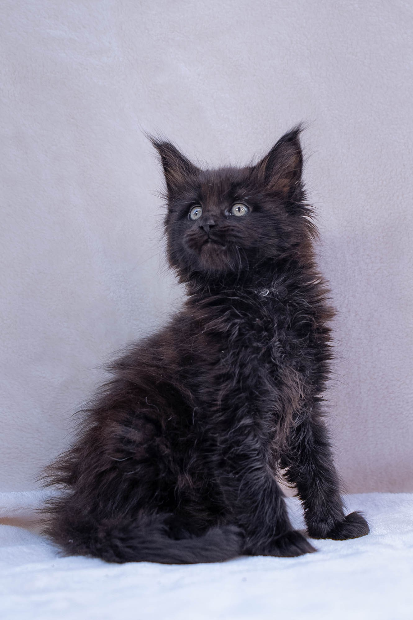 Senator Qualibur. Senator Cat — Maine Coon cattery