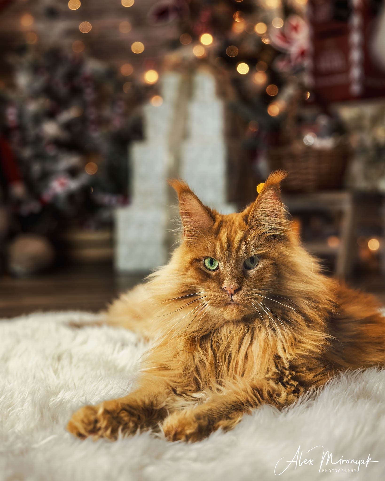 Winter Holiday Mini Sessions. Pet, Senior, Landscape, portrait studio, photographer in Miami and Sou