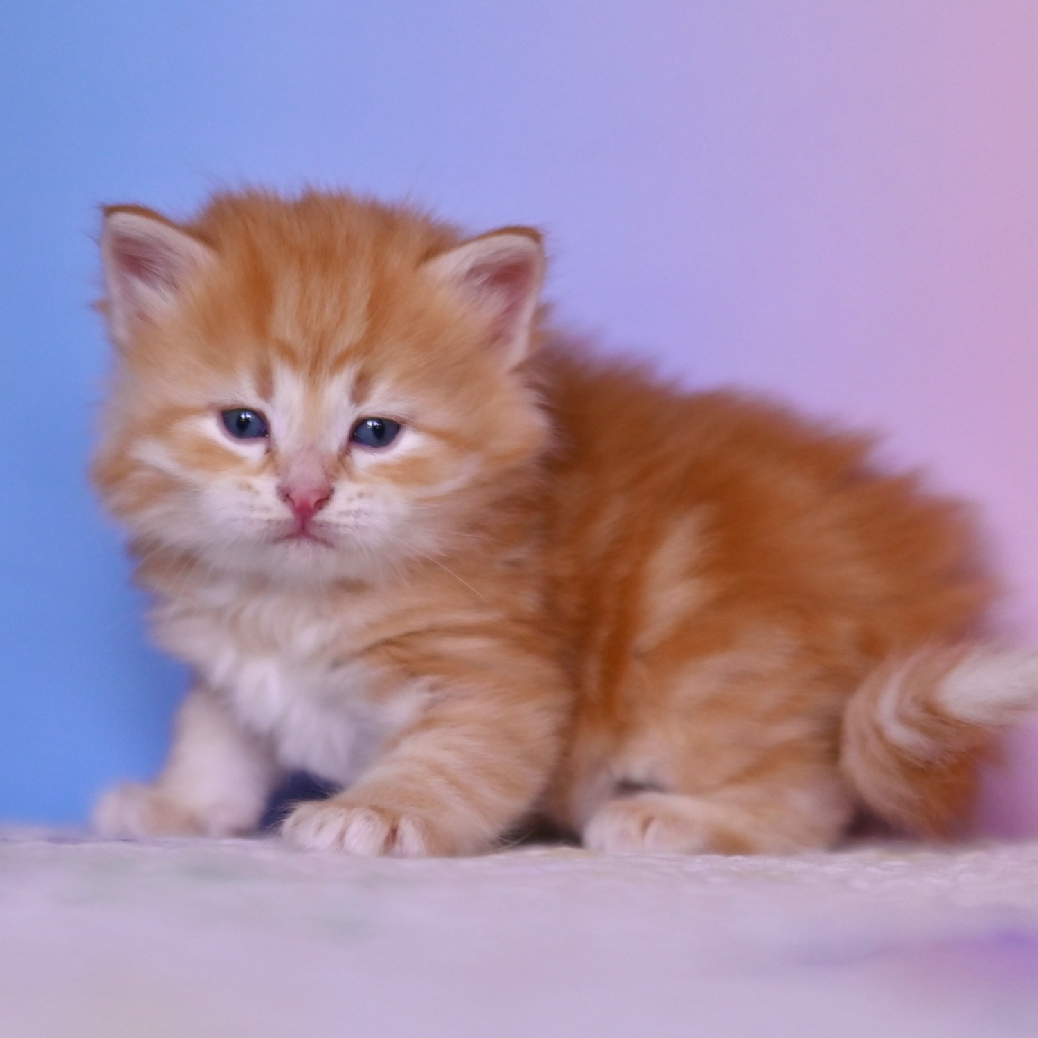 Siberian male kitten with sleepy face sitting up