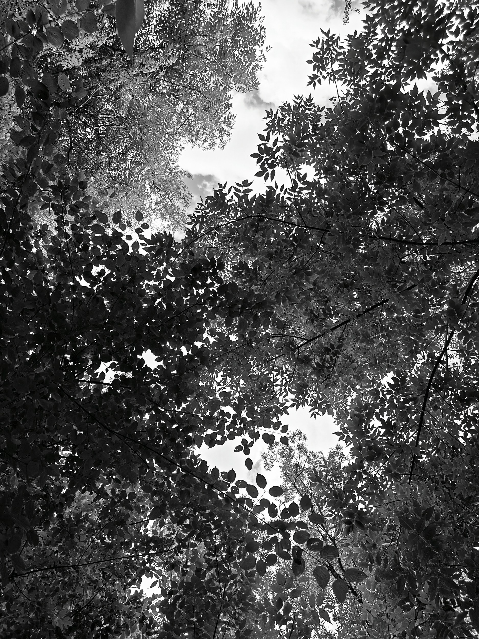 EARTH & SONG Vardablur, 2025. Areg Balayan — Photographer/Visual Artist