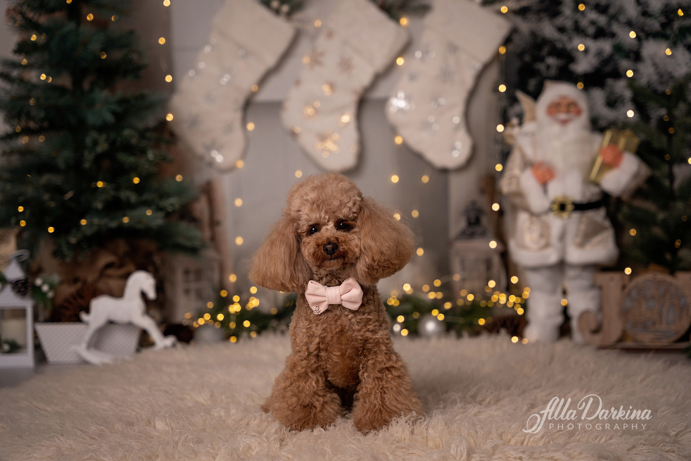 Christmas mini sessions 2022| Sydney. Newborn and family photographer. Hills District. Sydney