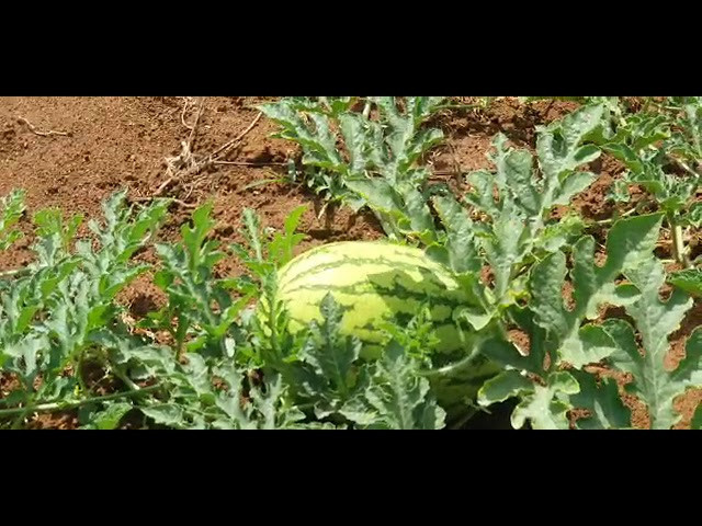 Farmer from Sagana applying GROW PEAT organic fertilizer to his watermelon plant. Boost Plant Growth with Organic Fertilizers: Our Effective Solution