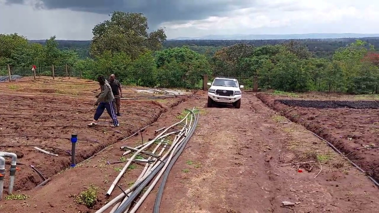Farmer from Sagana applying GROW PEAT organic fertilizer to his watermelon plant. Boost Plant Growth with Organic Fertilizers: Our Effective Solution