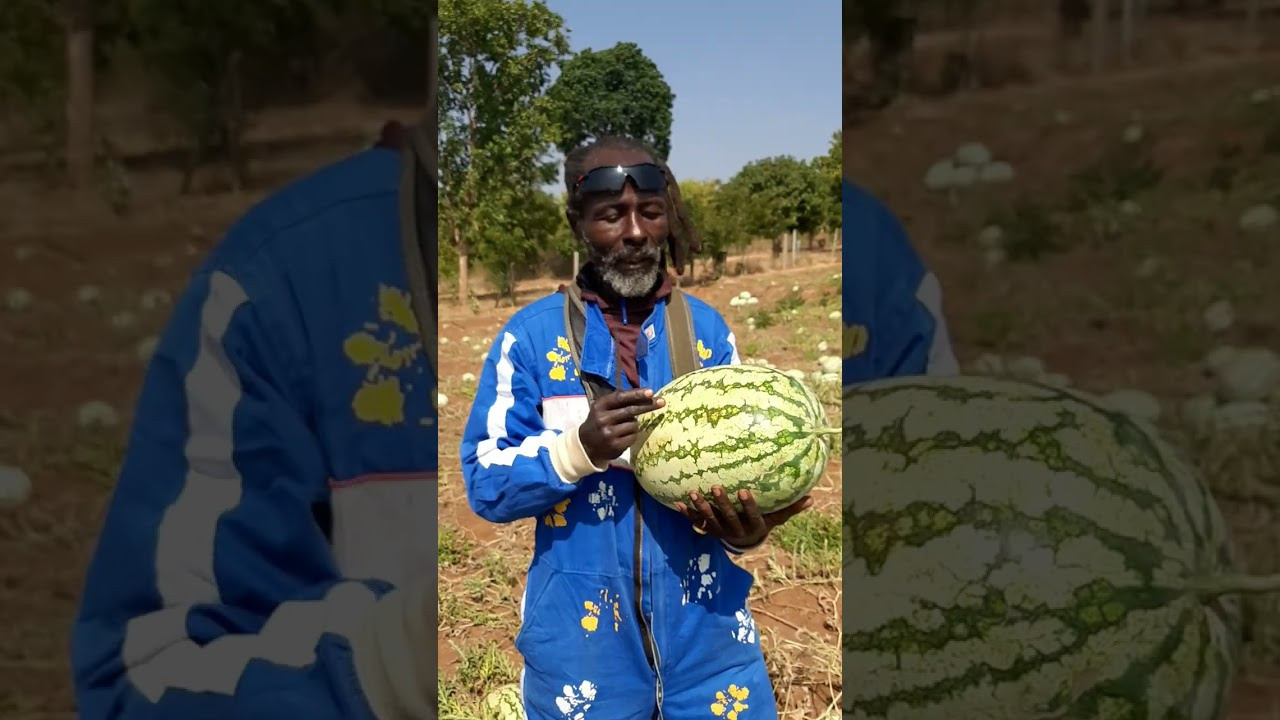 Farmer from Sagana applying GROW PEAT organic fertilizer to his watermelon plant. Boost Plant Growth with Organic Fertilizers: Our Effective Solution