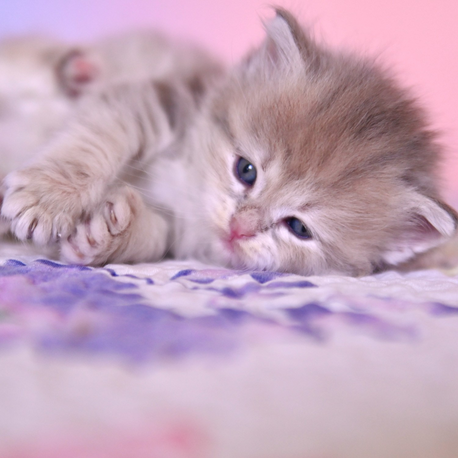 Blue Corin gold siberian kitten playing with her paws