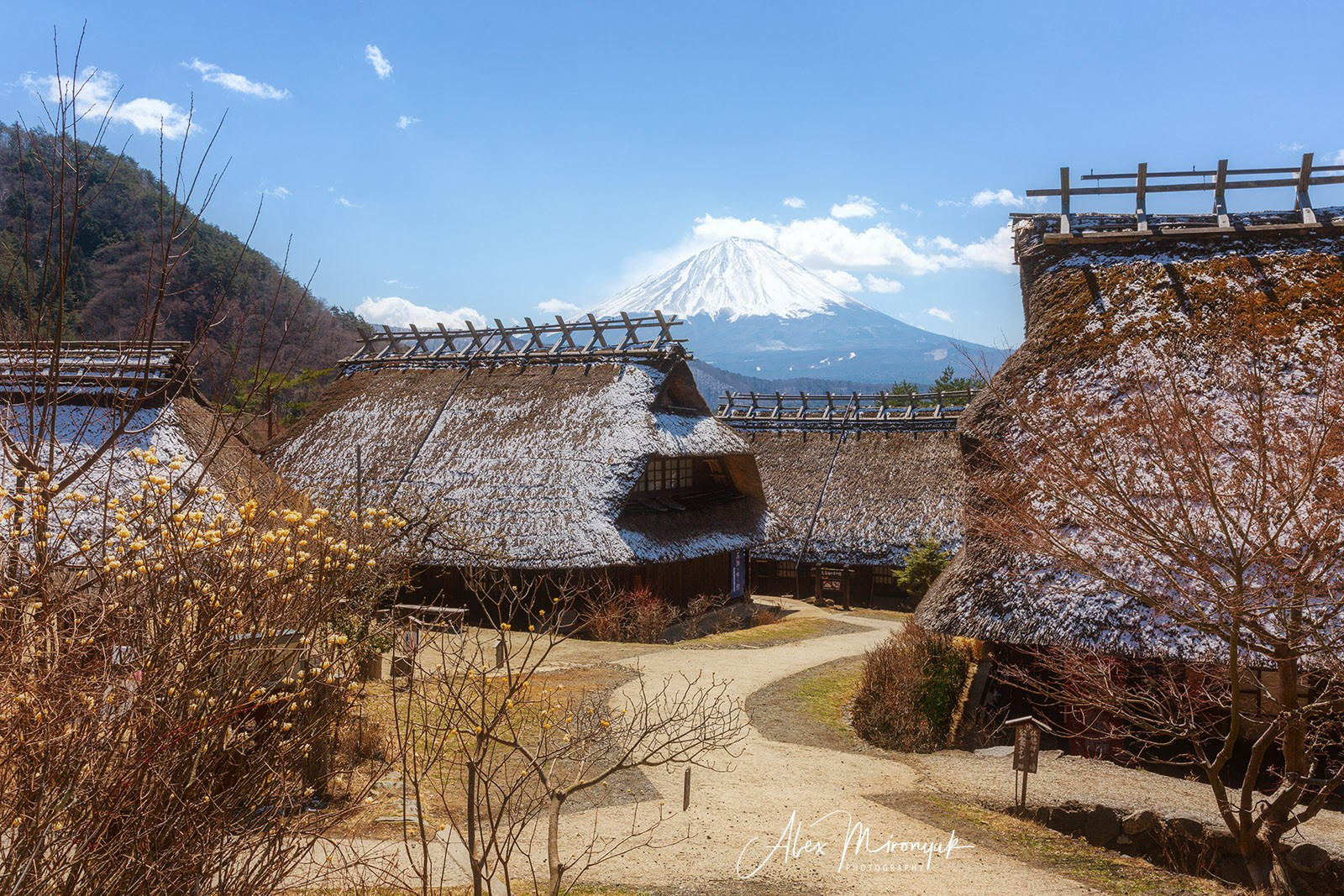 Autumn Colors of Japan. Pet, Senior, Landscape, portrait studio, photographer in Miami and Sou