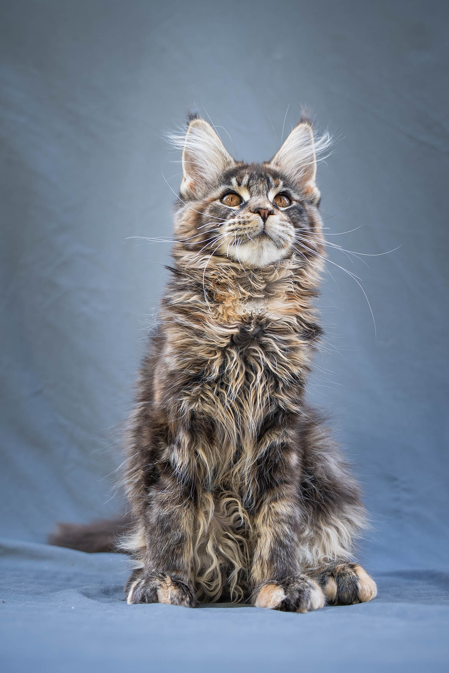 Senator Yasmin. Senator Cat — Maine Coon cattery