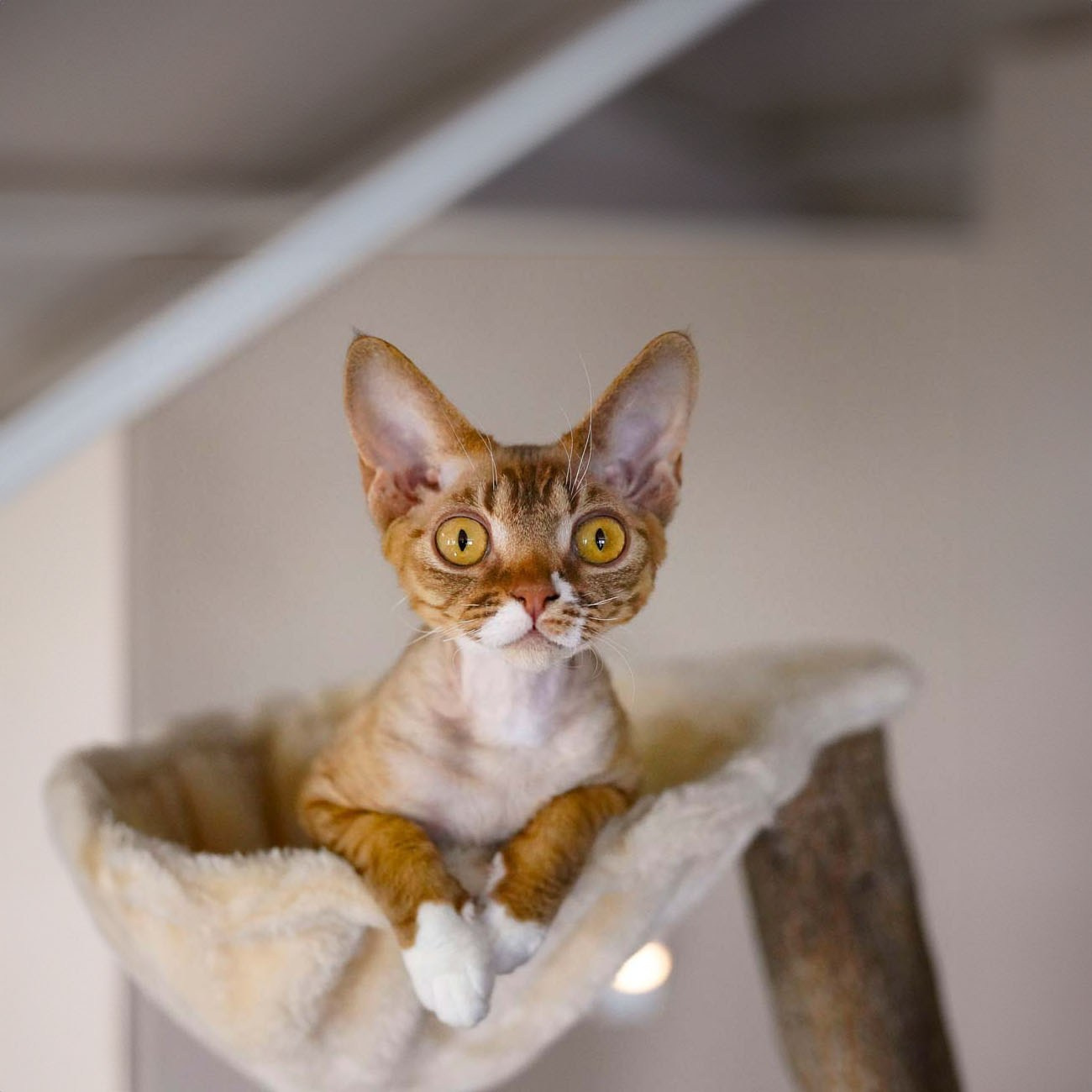 QUESTIONS AND ANSWERS. Devon Rex Pixie Cattery