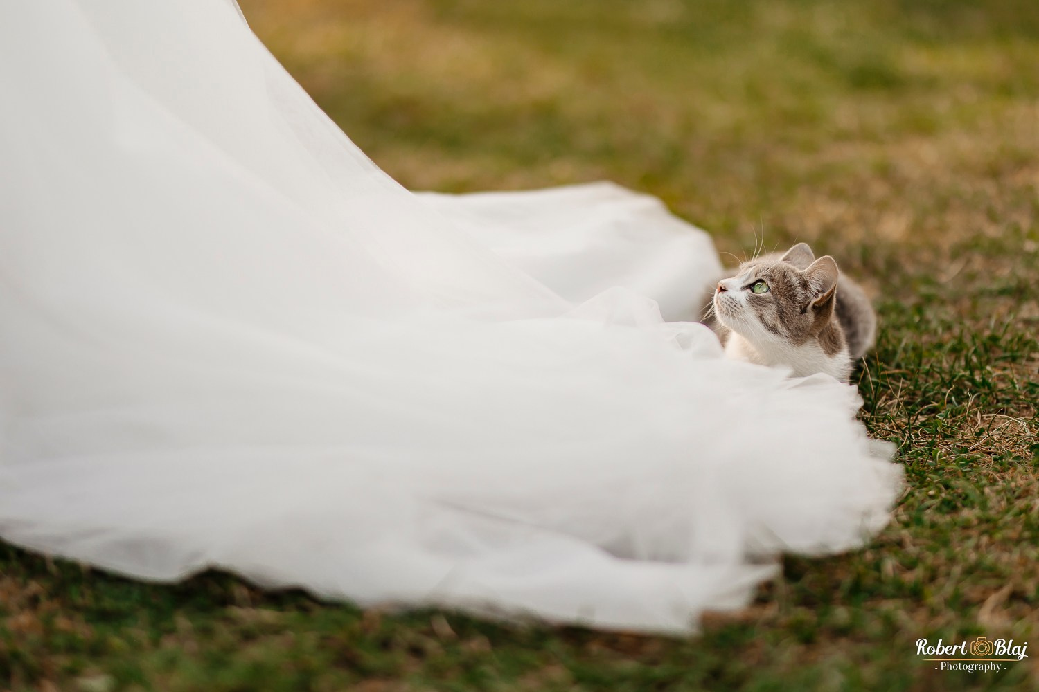 Robert Blaj - Fotograf Nuntă Iași