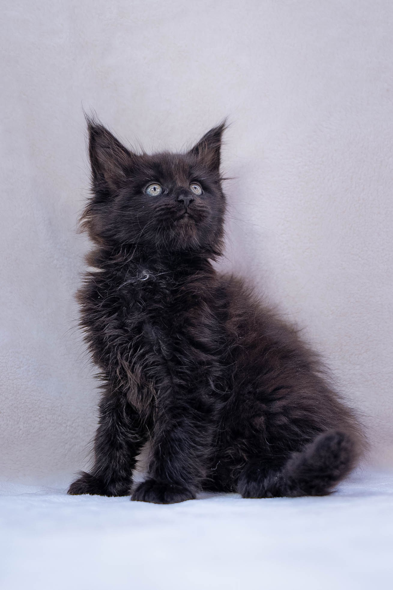 Senator Qualibur. Senator Cat — Maine Coon cattery