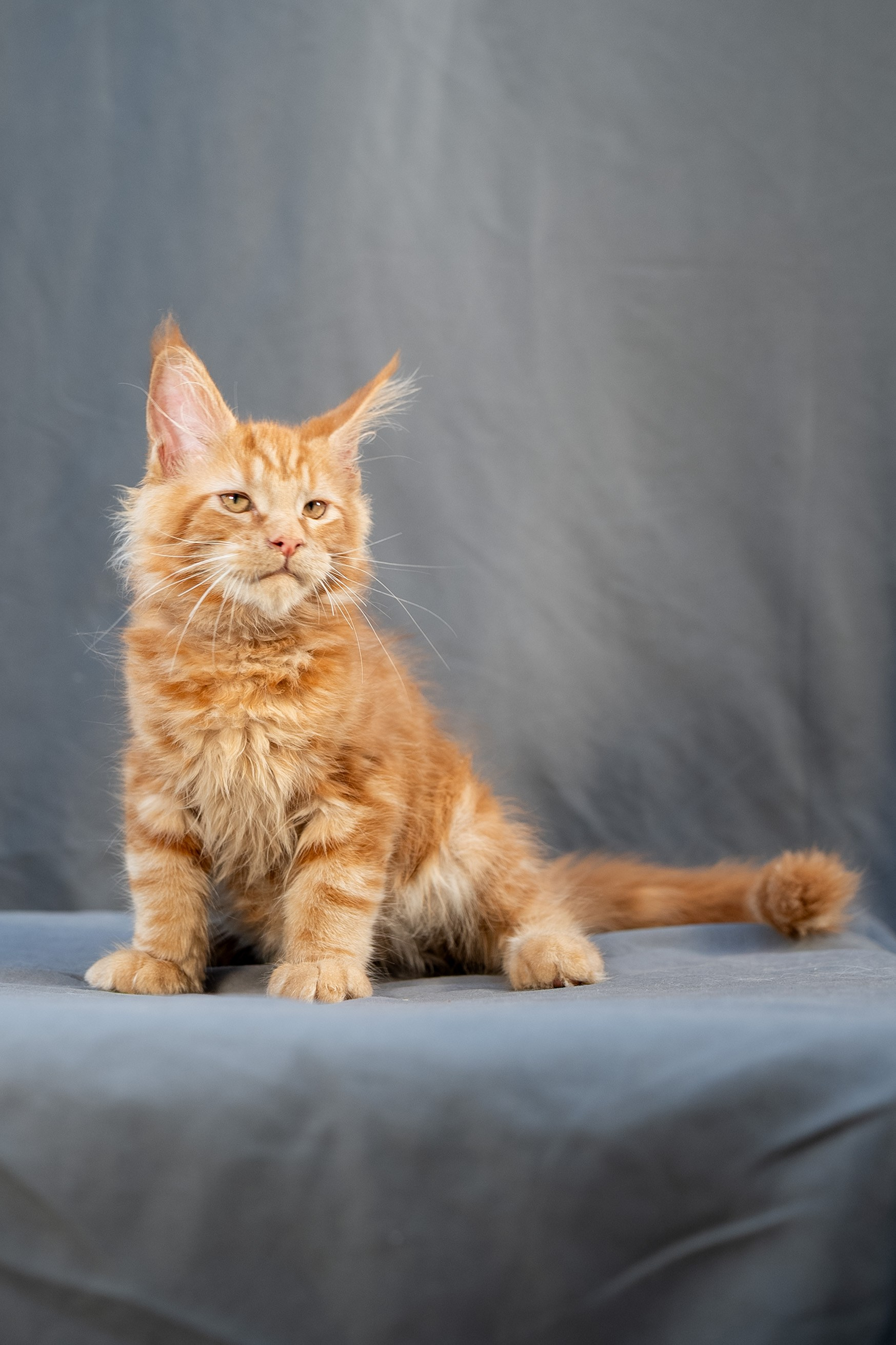 Senator Ezra. Senator Cat — Maine Coon cattery