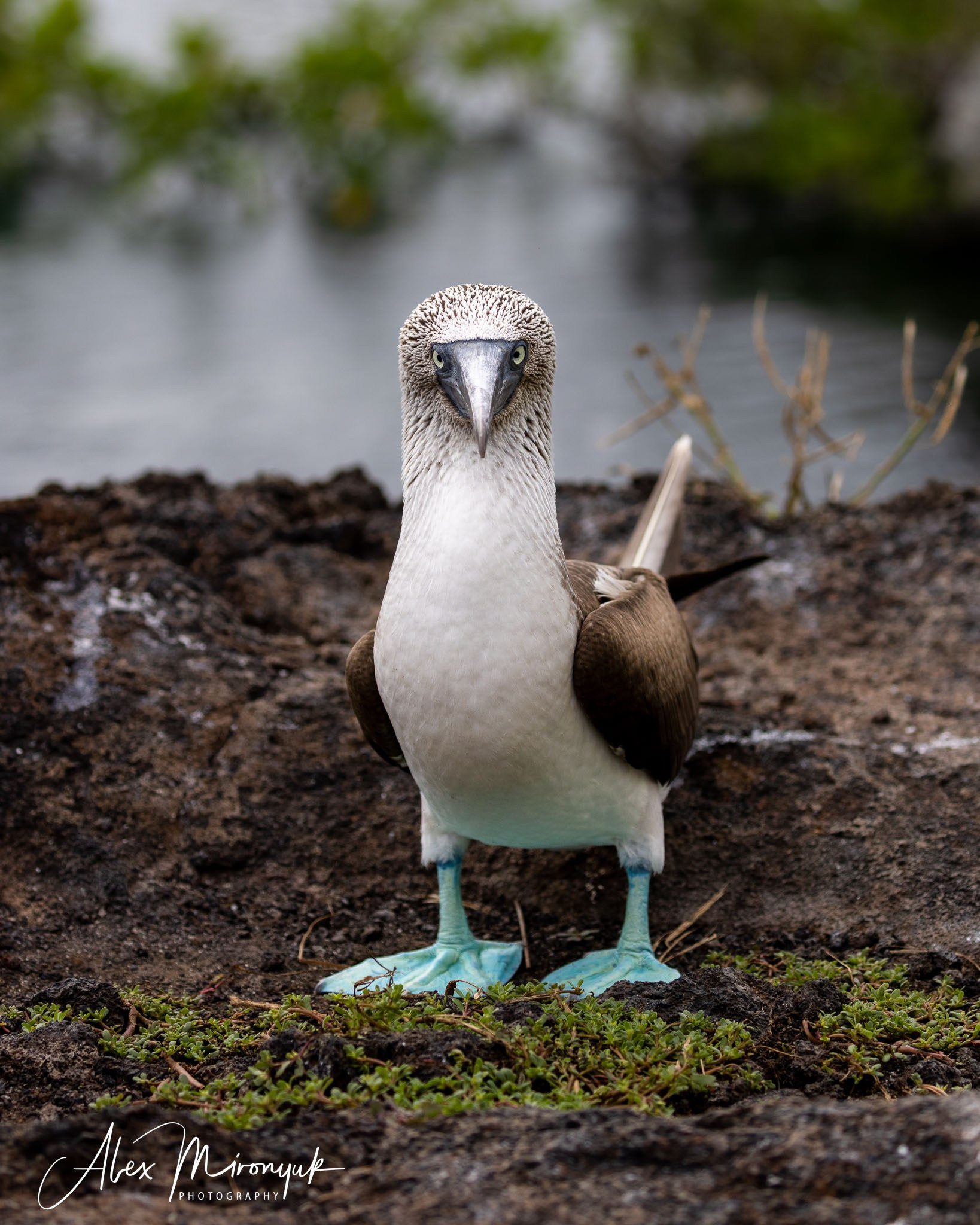 Galapagos Islands Adventure. Alex Mironyuk Photography