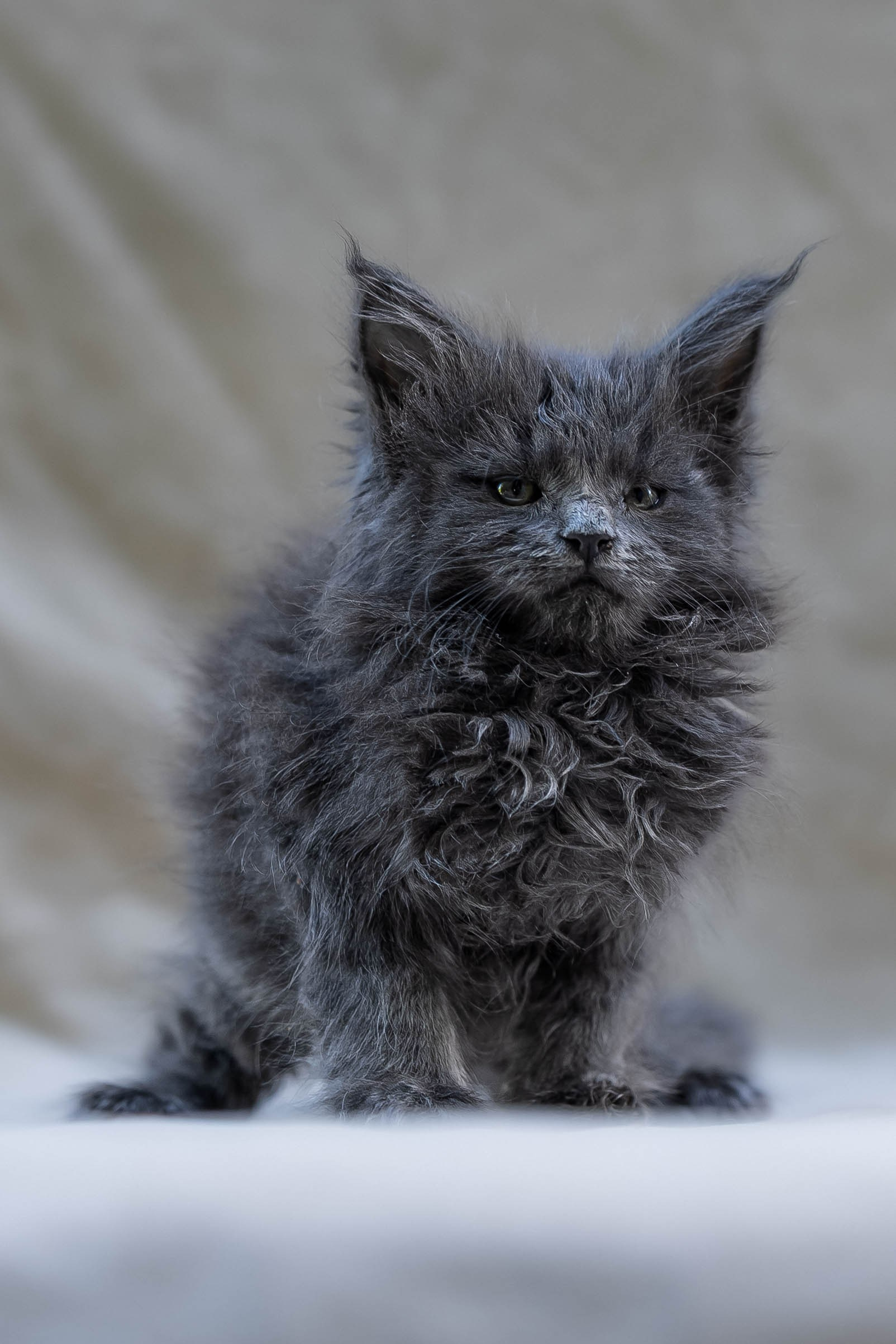 Senator Orlando. Senator Cat — Maine Coon cattery