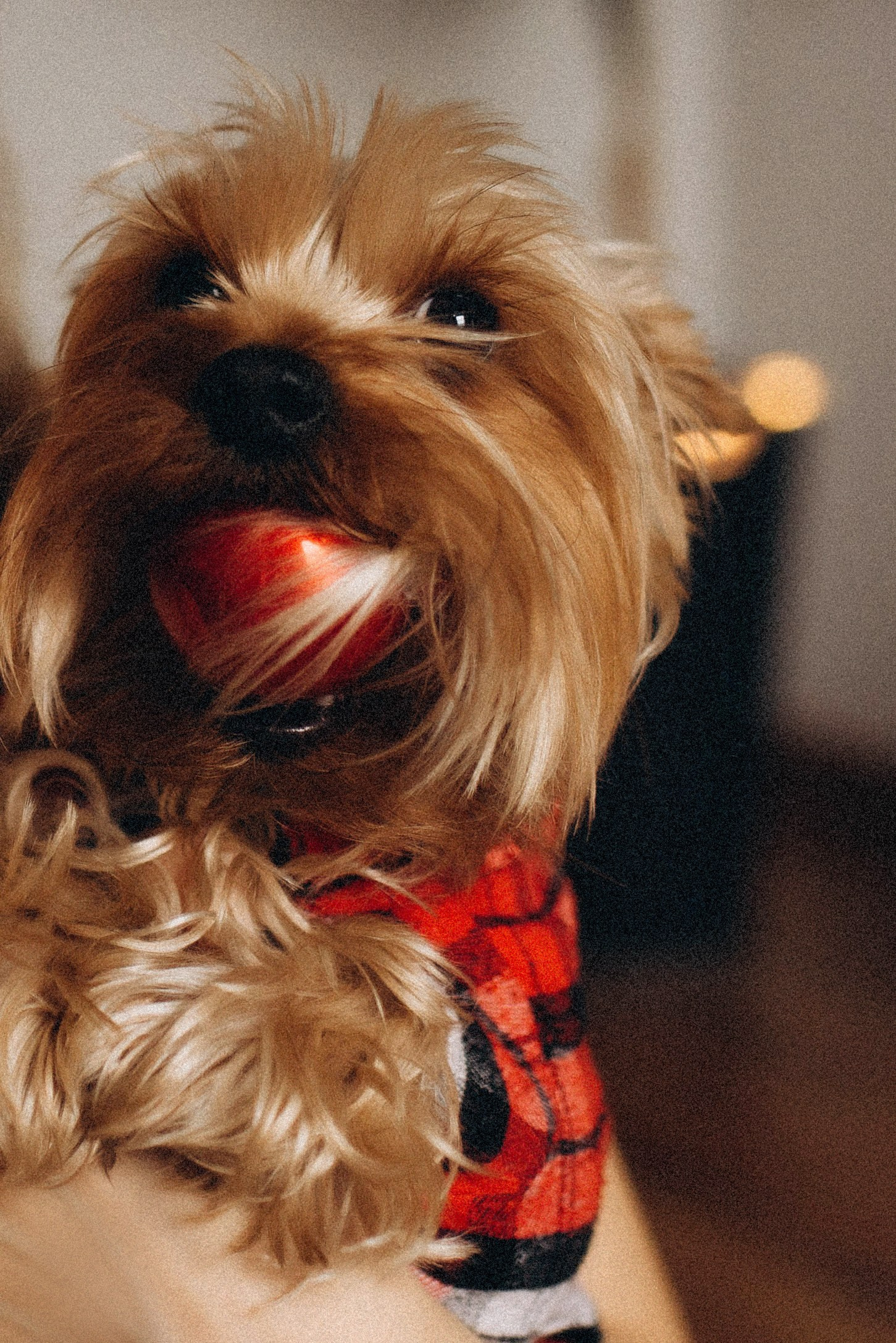 Семейная новогодняя фотосессия. Семейный фотограф Лейпциг, Германия